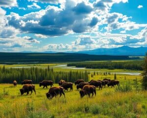 Naturerlebnisse im Wood-Buffalo-Nationalpark, Alberta