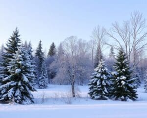 Winterharte Bäume: Die besten Sorten für kalte Wintermonate