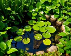 Kleine Gartenteiche: Ideen und Pflege für Mini-Wasserflächen