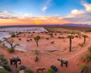 Etosha National Park oder Krüger? Ein Vergleich